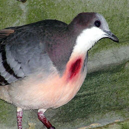 luzon bleeding-heart dove