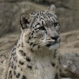 snow leopard