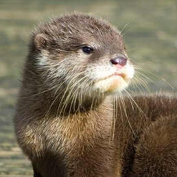 river otter