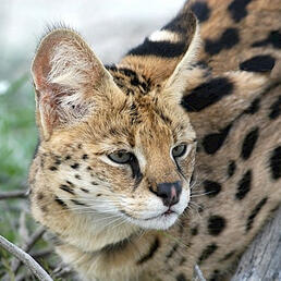 serval