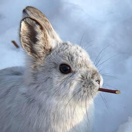 snowshoe hare