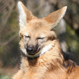 maned wolf