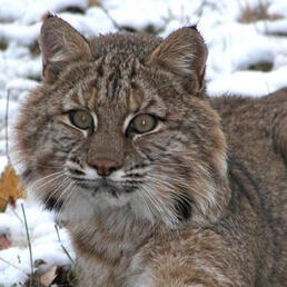 bobcat