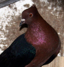 archangel pigeon