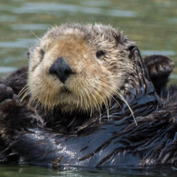 sea otter