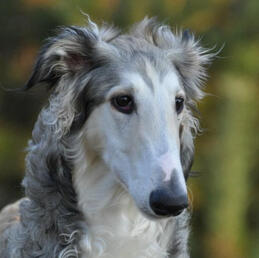 borzoi