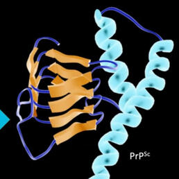 prion diseases
